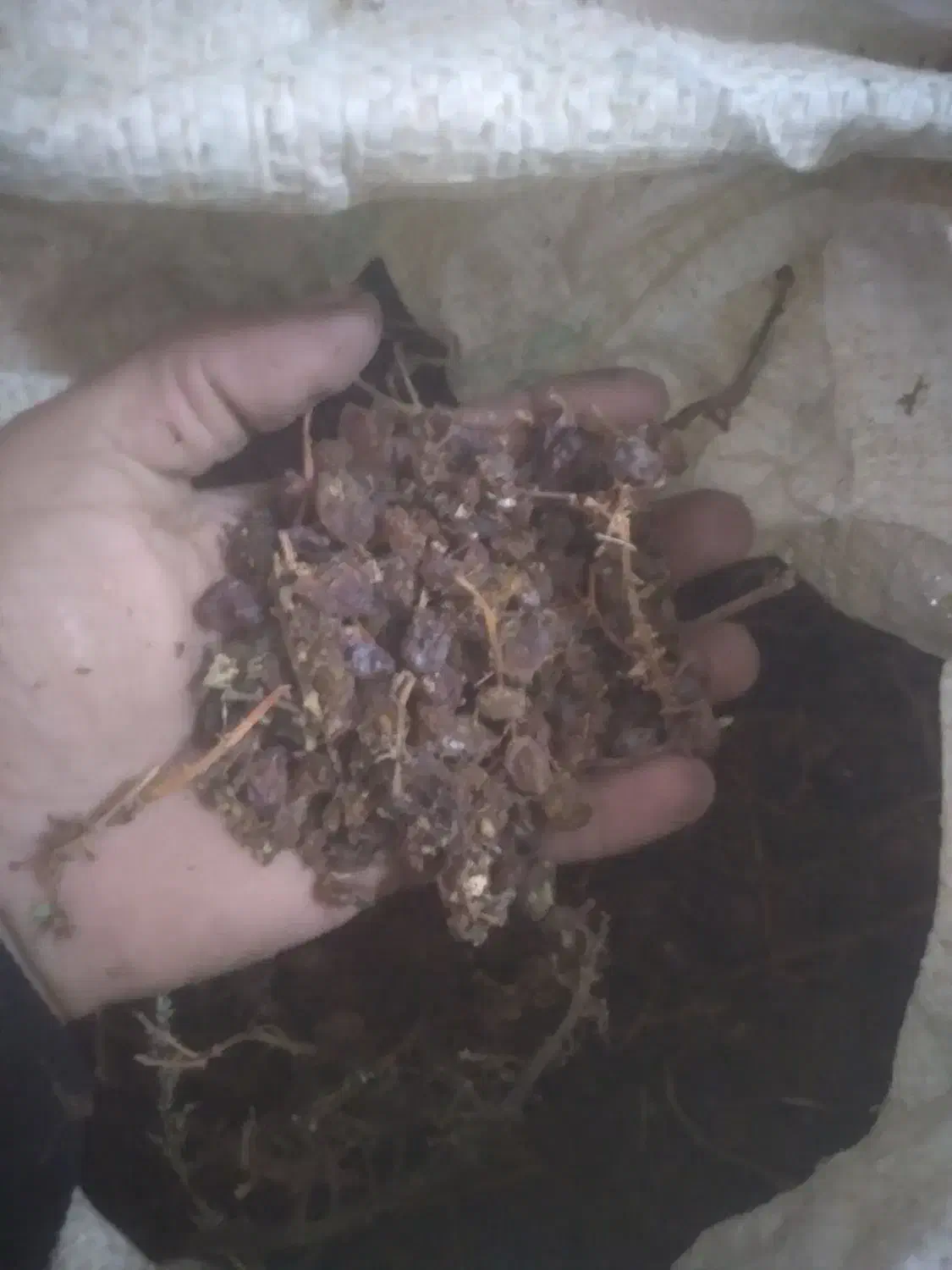 کشمش افتابی|خوردنی و آشامیدنی|بهار, |دیوار