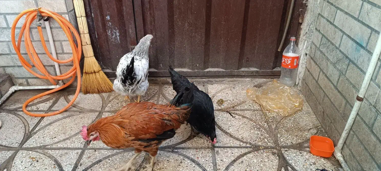 مرغ و خروس|حیوانات مزرعه|خاوران, |دیوار