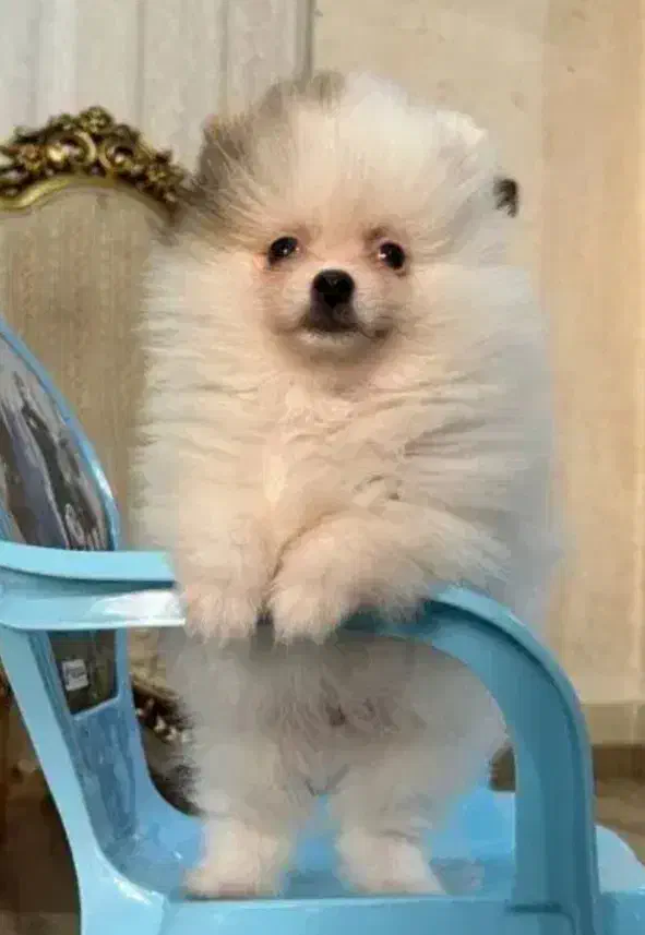 پامرانین|سگ|خوی, |دیوار