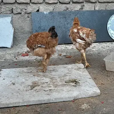 مرغ محلی درجه یک تخم مرغی هستن|حیوانات مزرعه|جوین, |دیوار