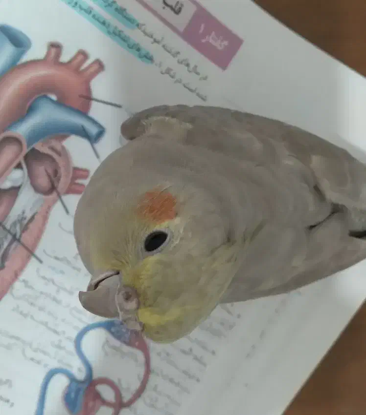 عروس هلندی|پرنده|مشگین شهر, |دیوار