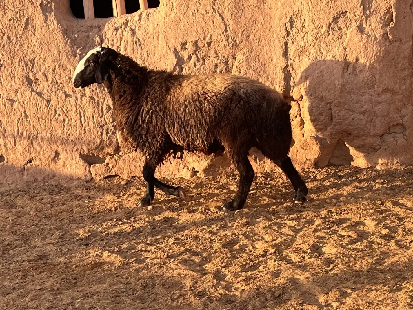 قوچ دو دندان شیشک شال|حیوانات مزرعه|رامند, |دیوار