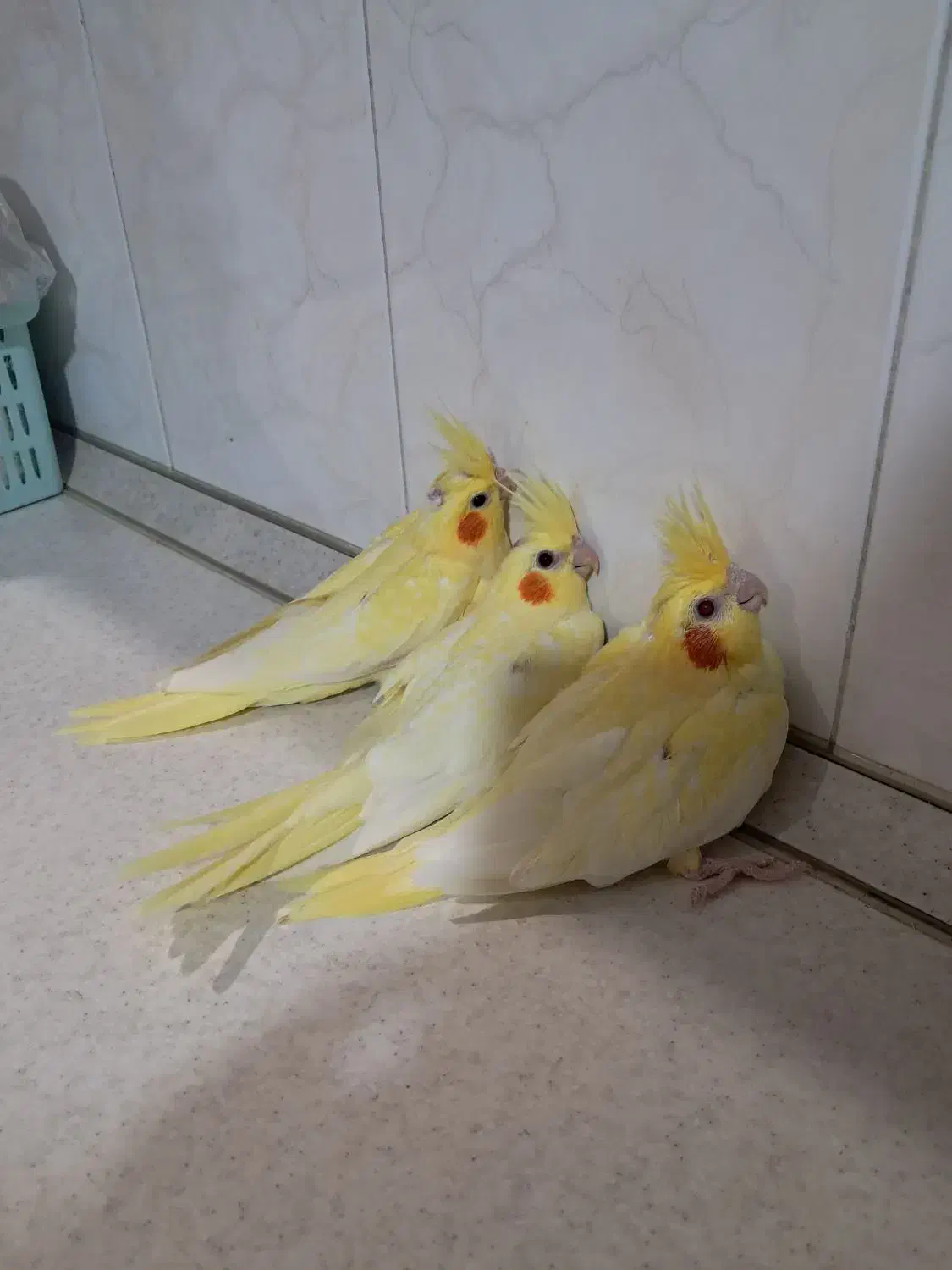 جوجه عروس هلندی لوتینو زعفرانی سرلاکی و دستی|پرنده|کرج, شهرک ولیعصر|دیوار