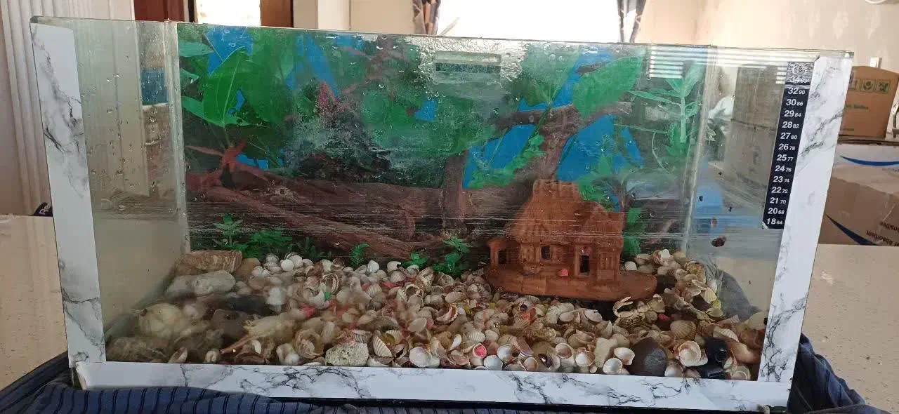 آکواریوم|ماهی|مشهد, تربیت (صدف)|دیوار