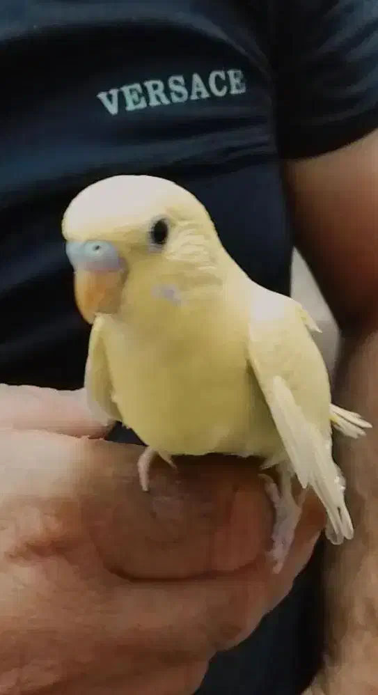 مرغ عشق|پرنده|گلبهار, شهر جدید گلبهار|دیوار