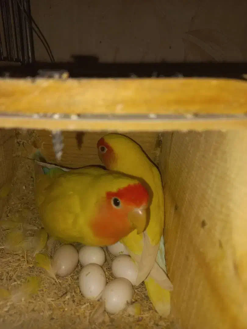 یک جفت کوتوله برزیلی مولد کار داده|پرنده|شیراز, شهرک گلستان|دیوار