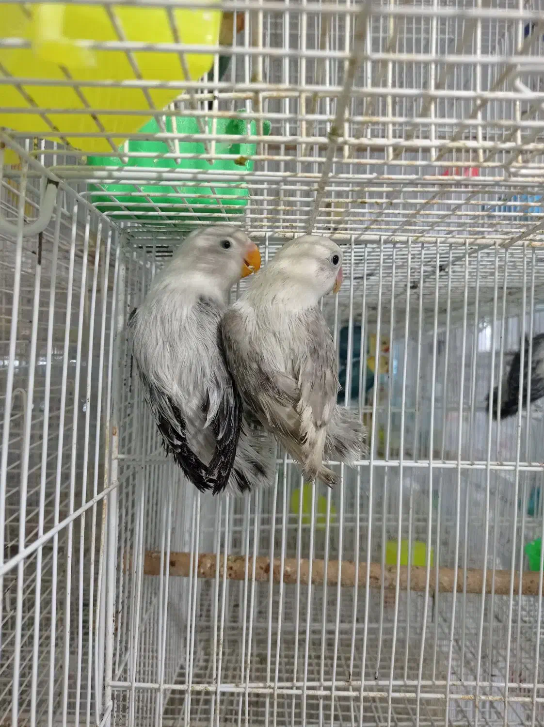 کوتوله عروس گرینچیک کاسکو خورشیدی یووینگ فیشر|لوازم جانبی حیوانات|مشهد, کشف|دیوار