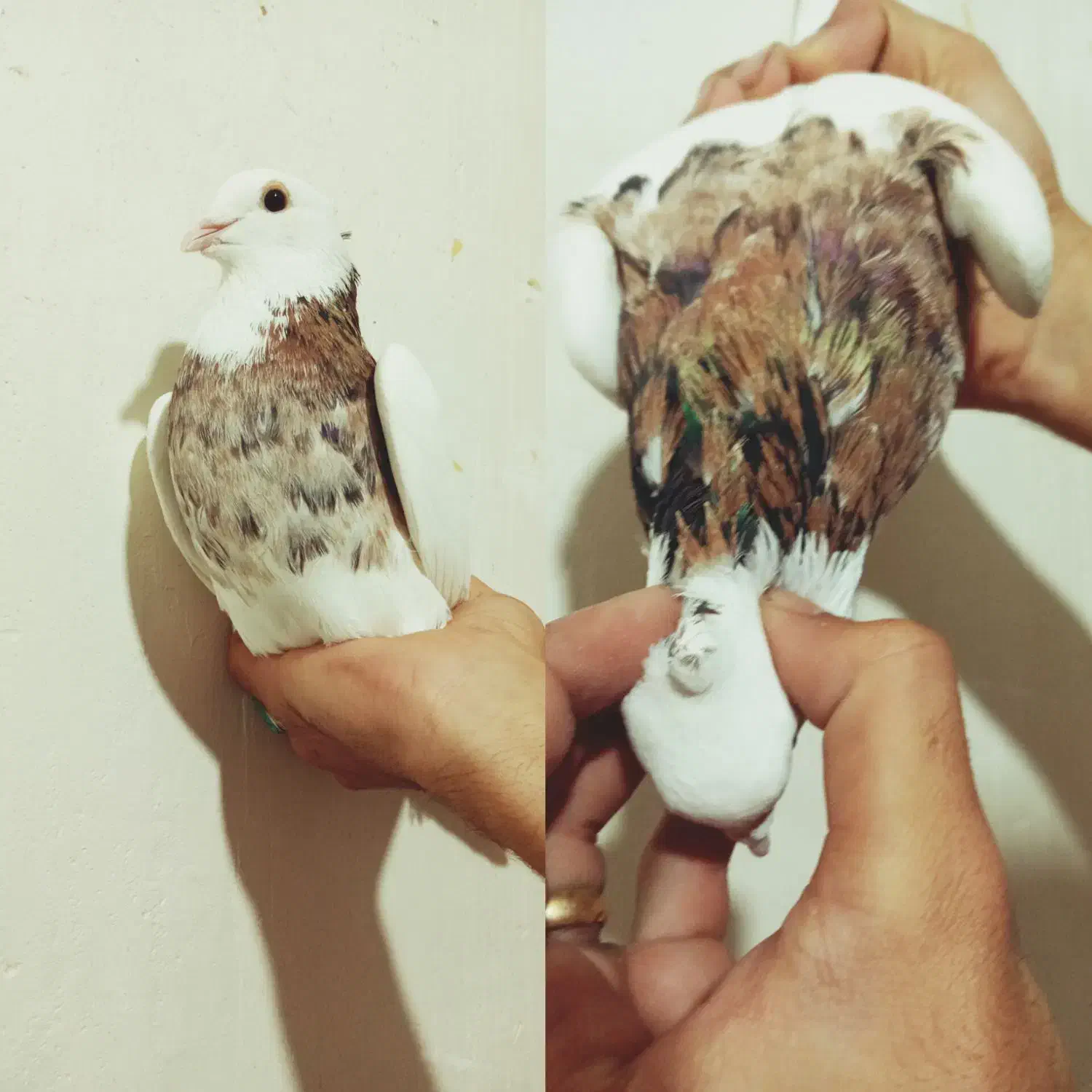 کبوتر طوقی. دمسفید|پرنده|رامهرمز, |دیوار