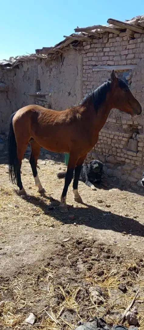 اسب پالونی بارکش|حیوانات مزرعه|ابرکوه, |دیوار