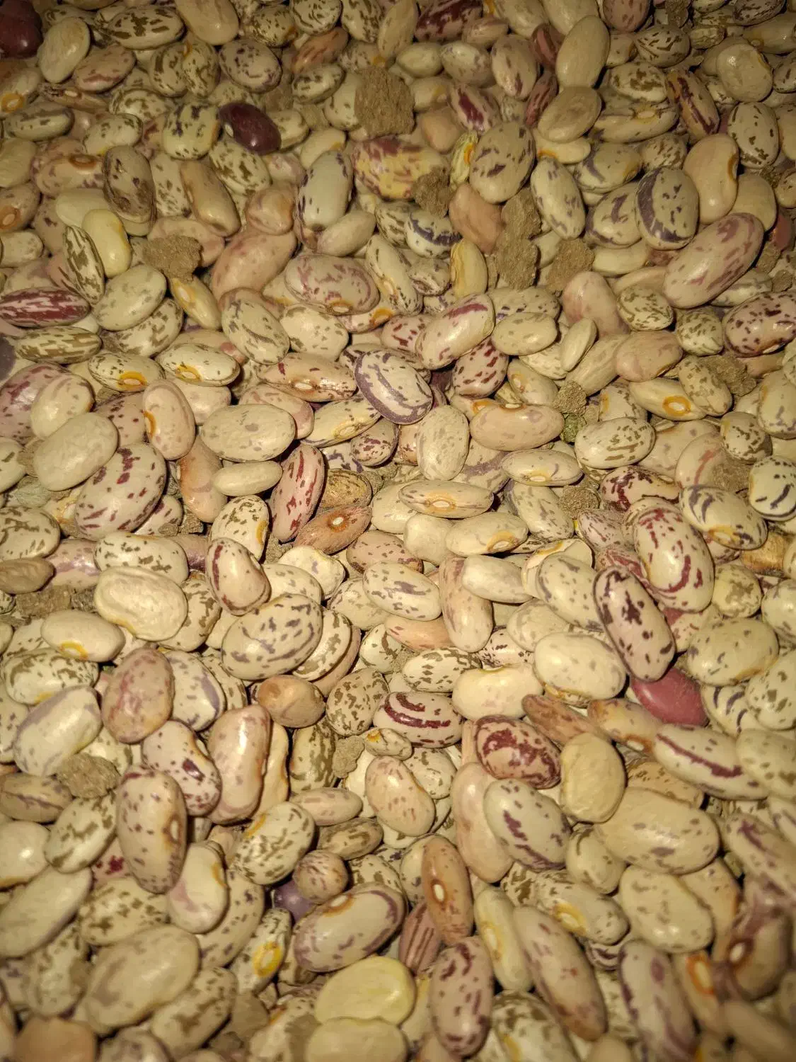 لوبیا چیتی|عمده‌فروشی|دهگلان, |دیوار