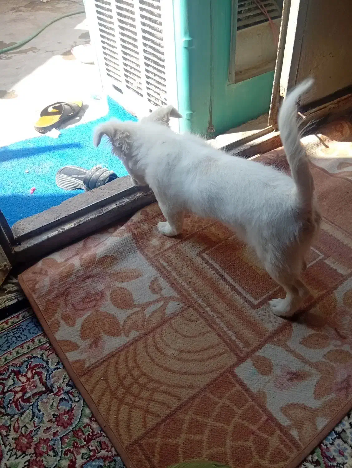 سگ نژاددار|سگ|کرمان, |دیوار