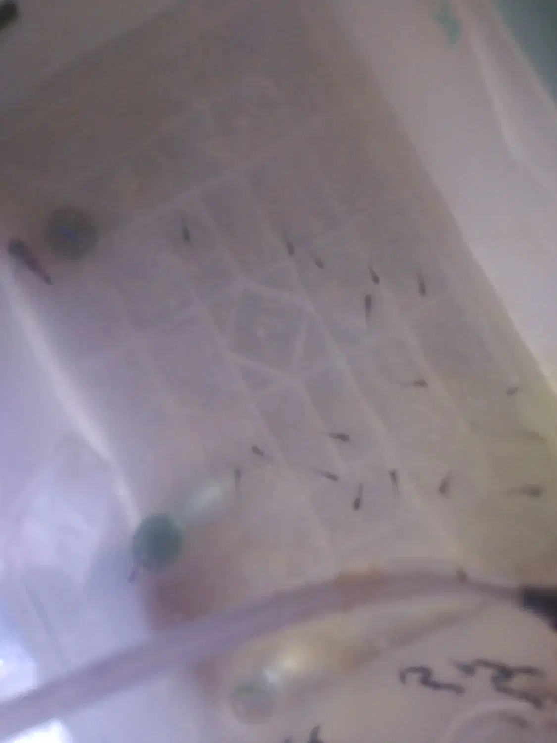 گوپی بچه|ماهی|اصفهان, مسجد مصلی|دیوار