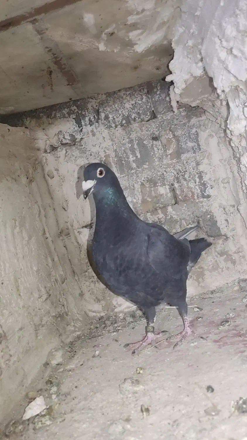 کبوتر|پرنده|بیرجند, |دیوار