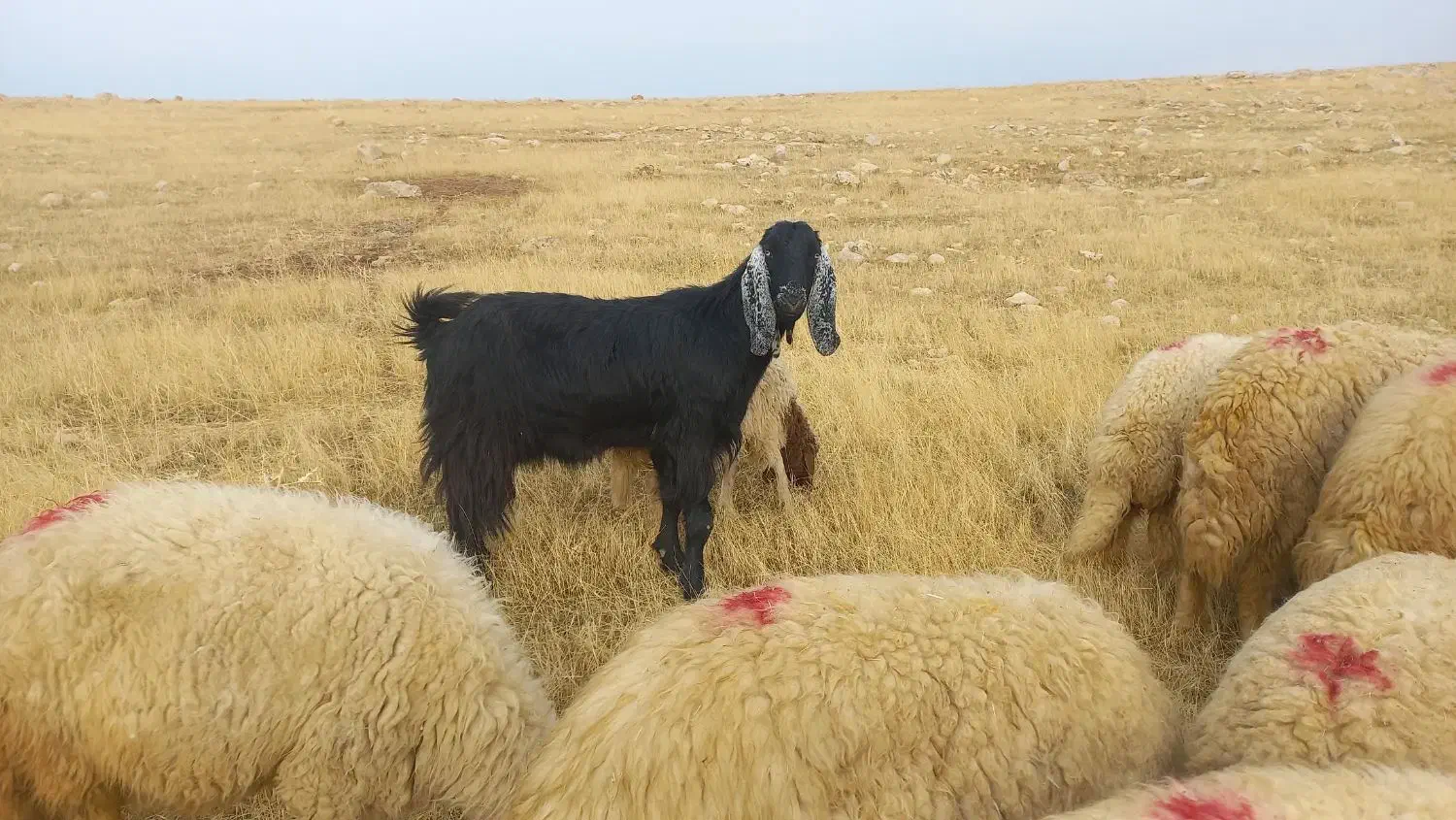 بزداشی درشت هیکل سه مه آبستن|حیوانات مزرعه|سرپل ذهاب, |دیوار