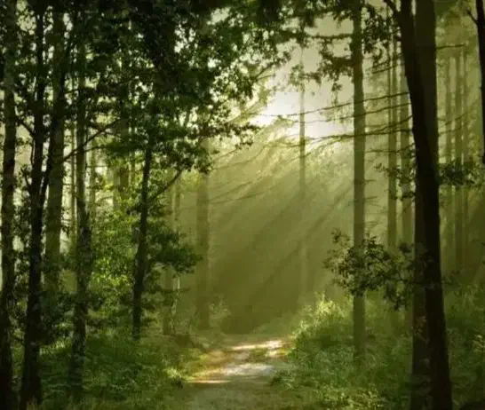 پارتنر همسفر|فعالیت داوطلبانه تحقیقاتی|ورامین, ورامین|دیوار