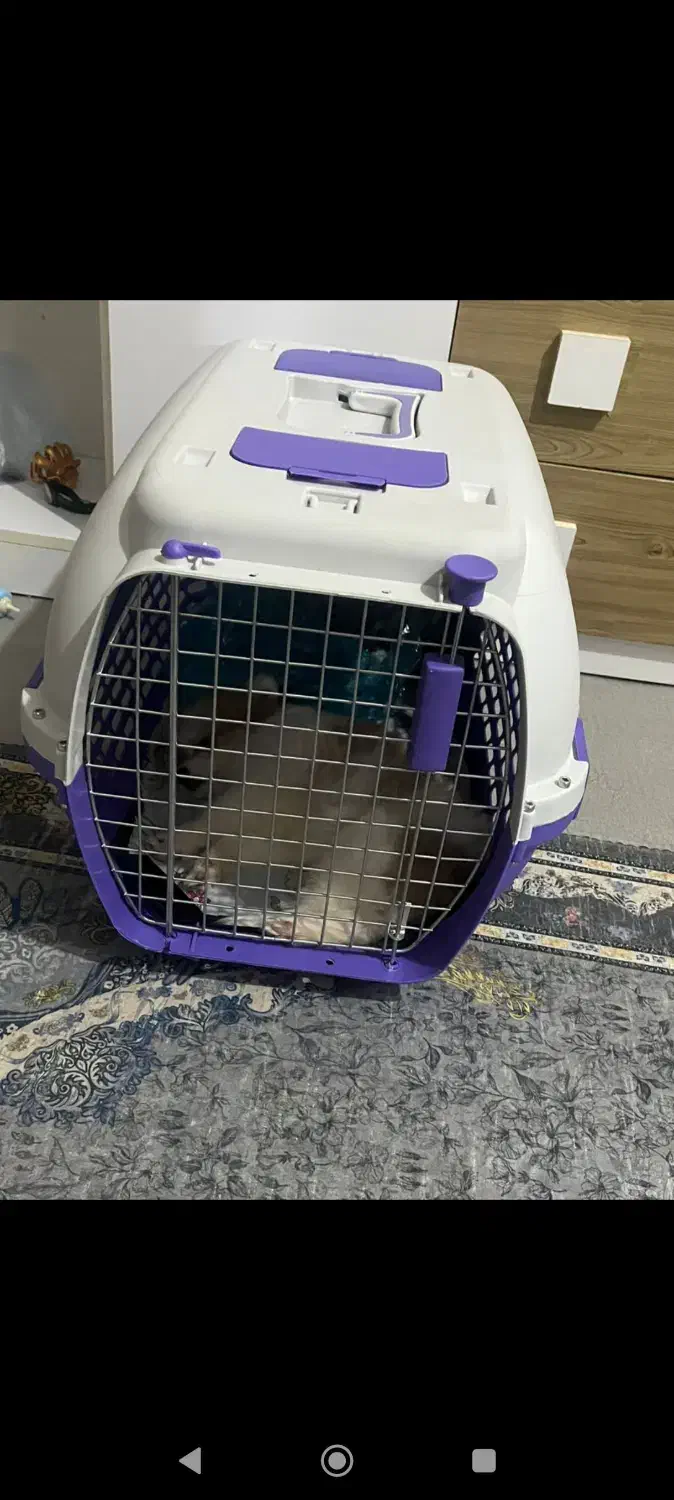 سگ پامر|سگ|بهبهان, |دیوار