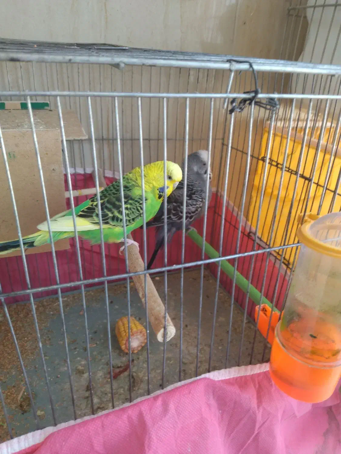 مرغ عشق انگلیسی بی|پرنده|بروجن, |دیوار