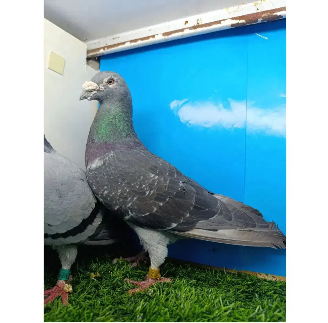 کفتر پلاک ی|پرنده|اهواز, کوی سعدی|دیوار