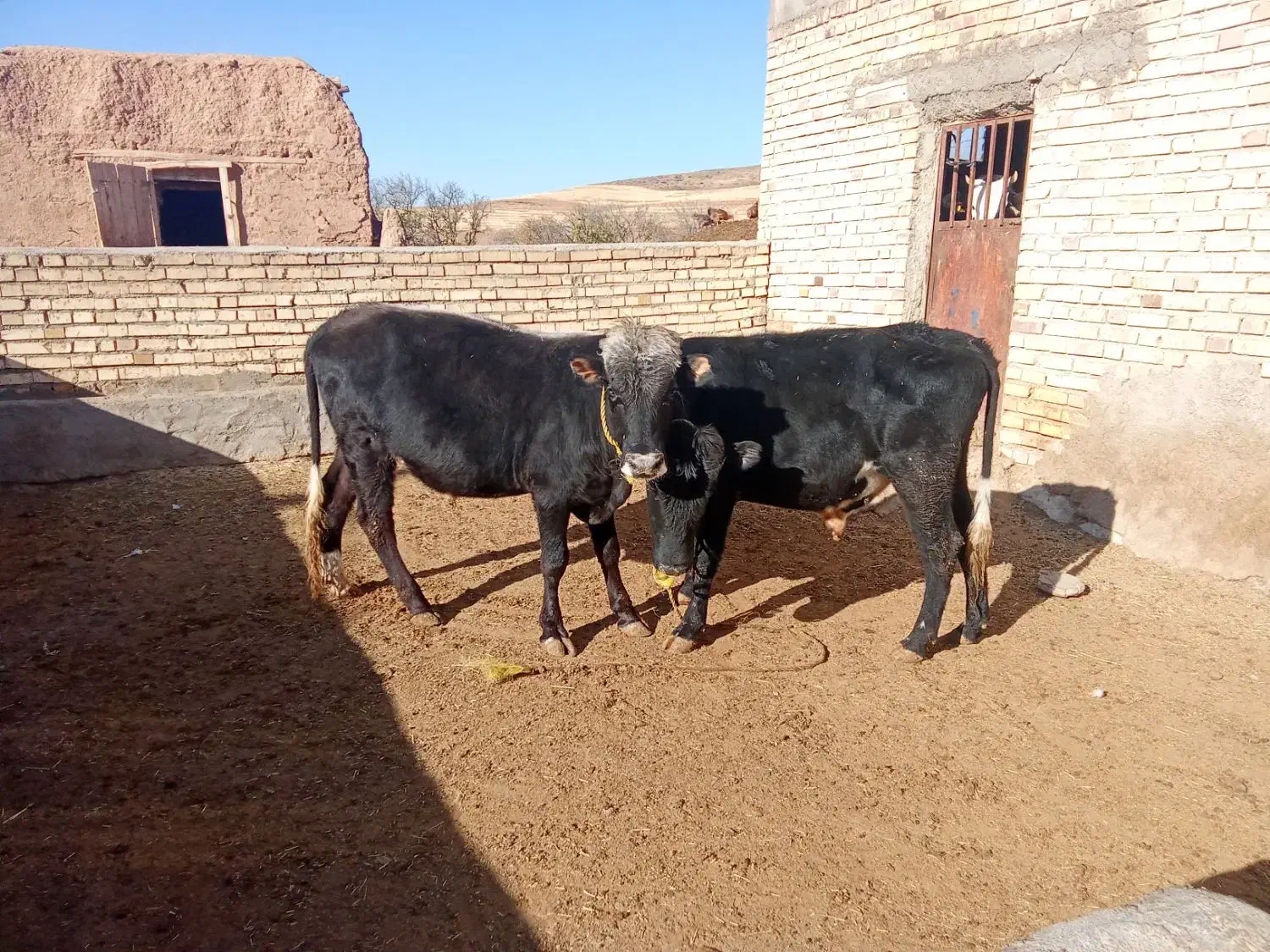 دوتا گوساله نر ویک ماده|حیوانات مزرعه|ایجرود, |دیوار