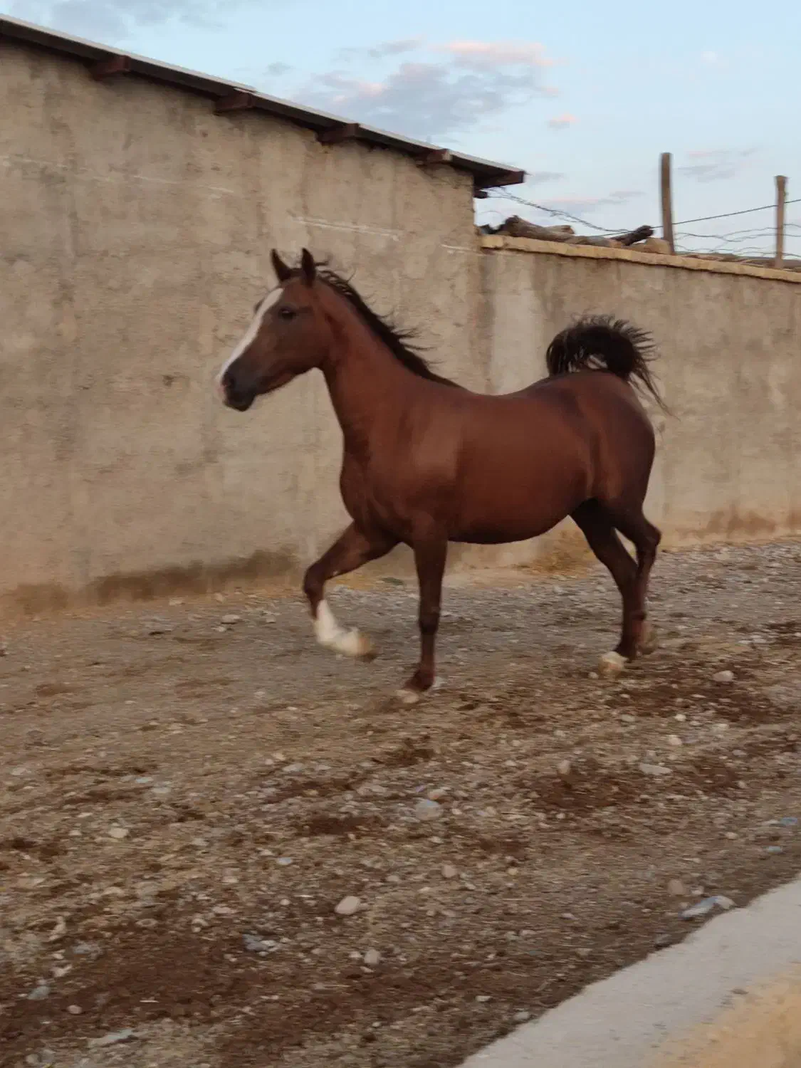 فروش مادیون|اسب و تجهیزات اسب‌سواری|پاسارگاد, |دیوار