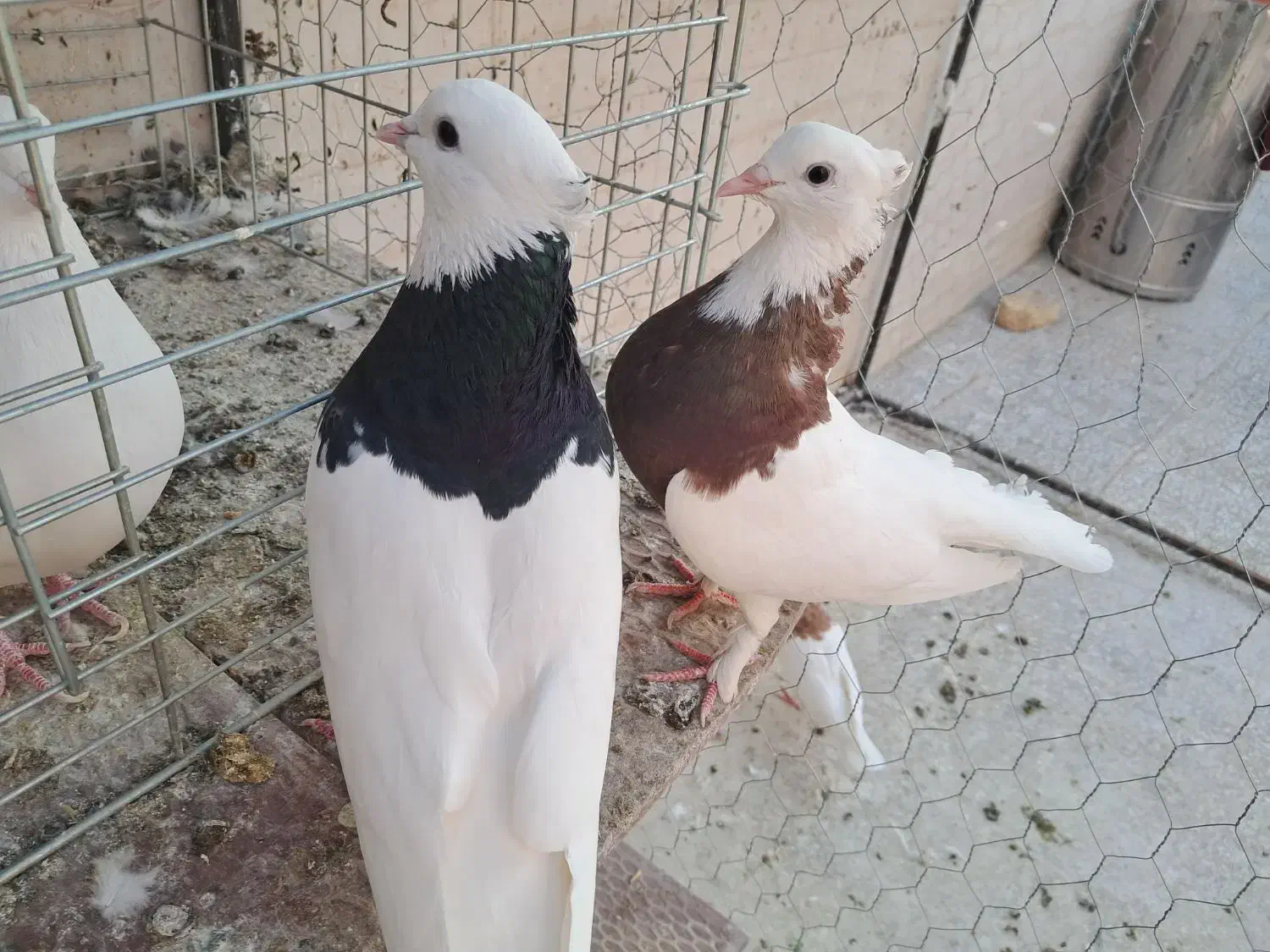 طوقی و پشتار|پرنده|اردکان, |دیوار