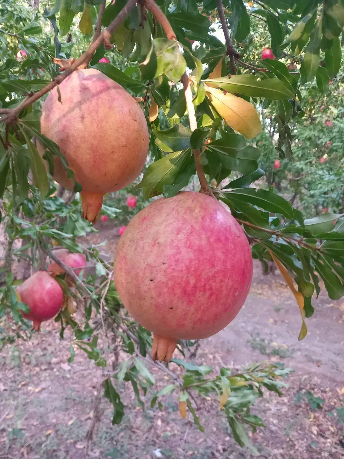 انار رازقند|خوردنی و آشامیدنی|سبزوار, گلشن|دیوار