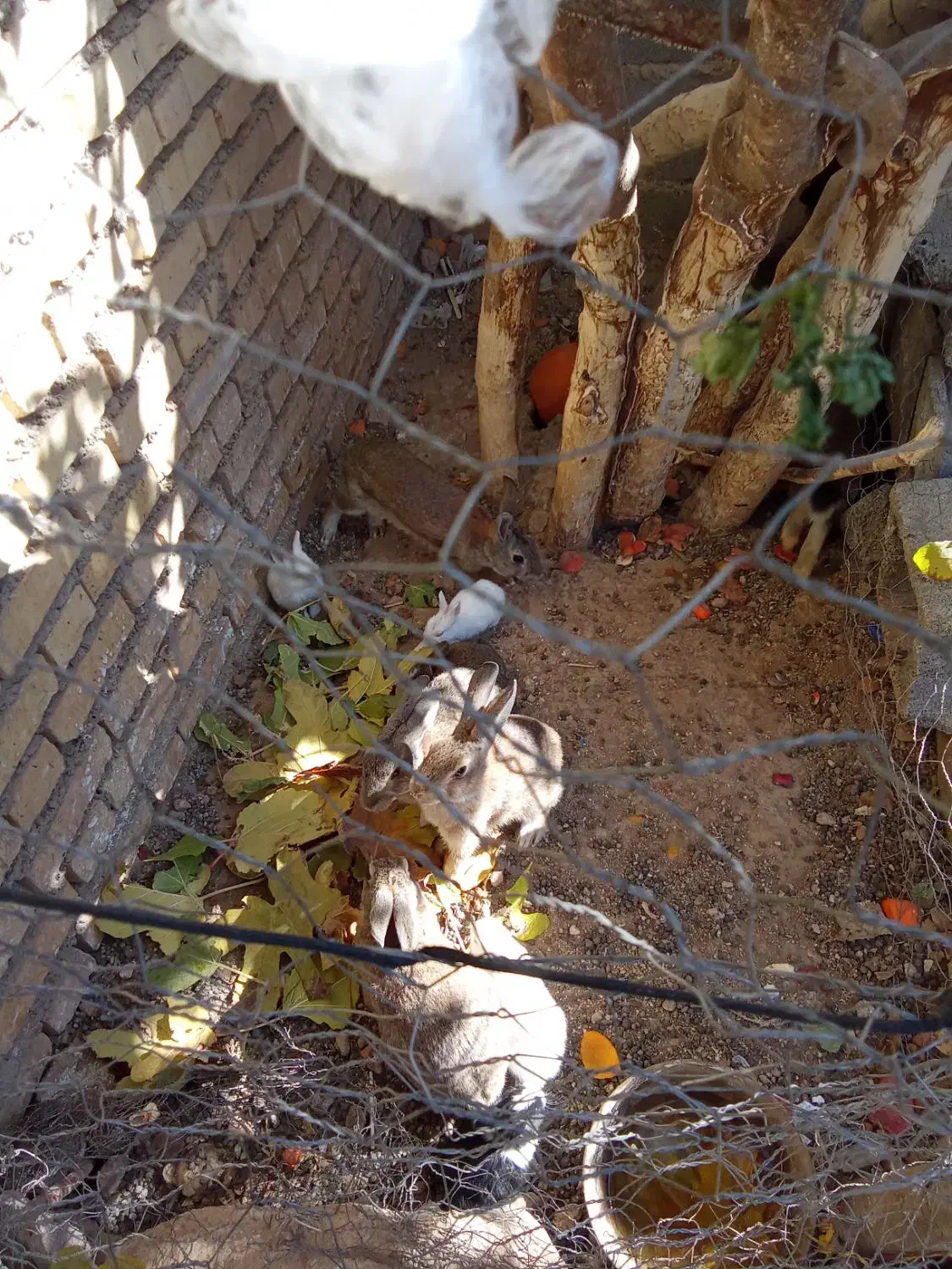 خرگوش|موش و خرگوش|ایذه, |دیوار