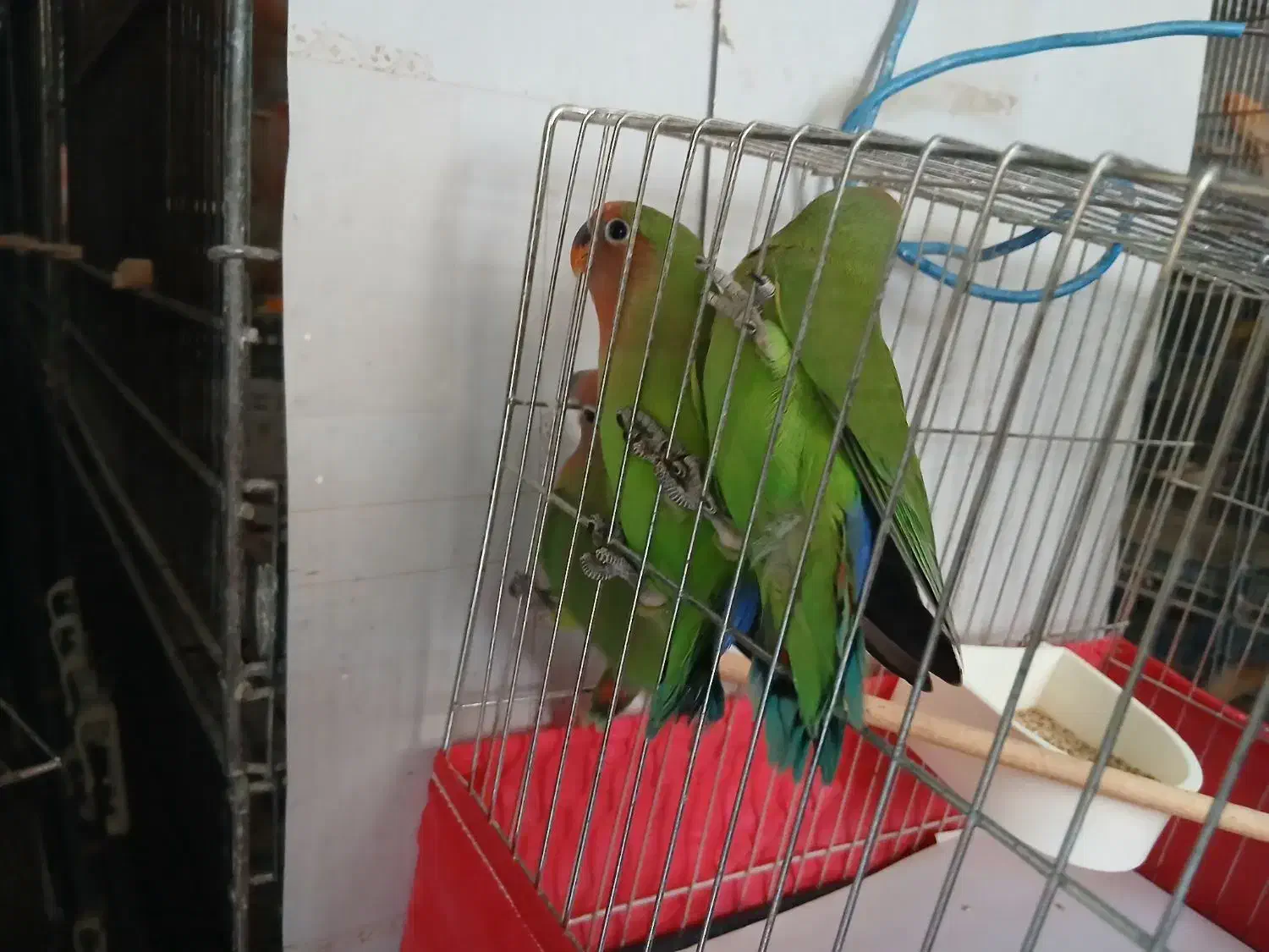 کوتوله|پرنده|قم, باغ کرباسی|دیوار