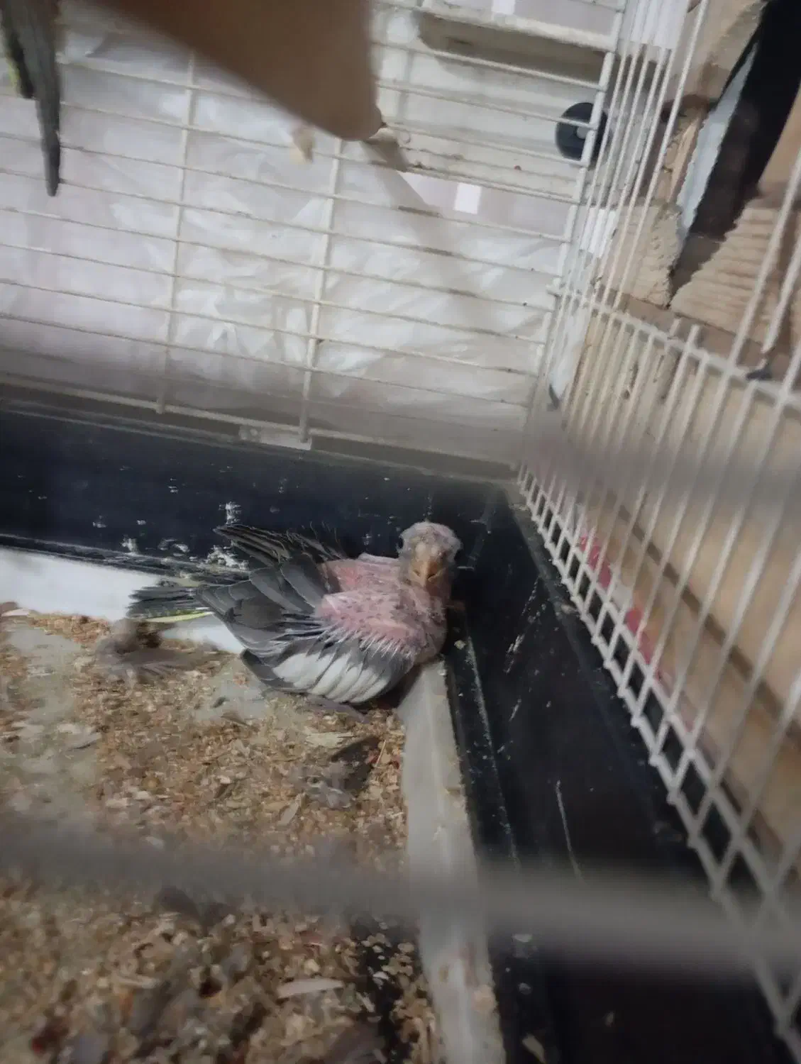 فروش عروس هلندی جفت مولد با قفس وجوجه|پرنده|شوش, |دیوار