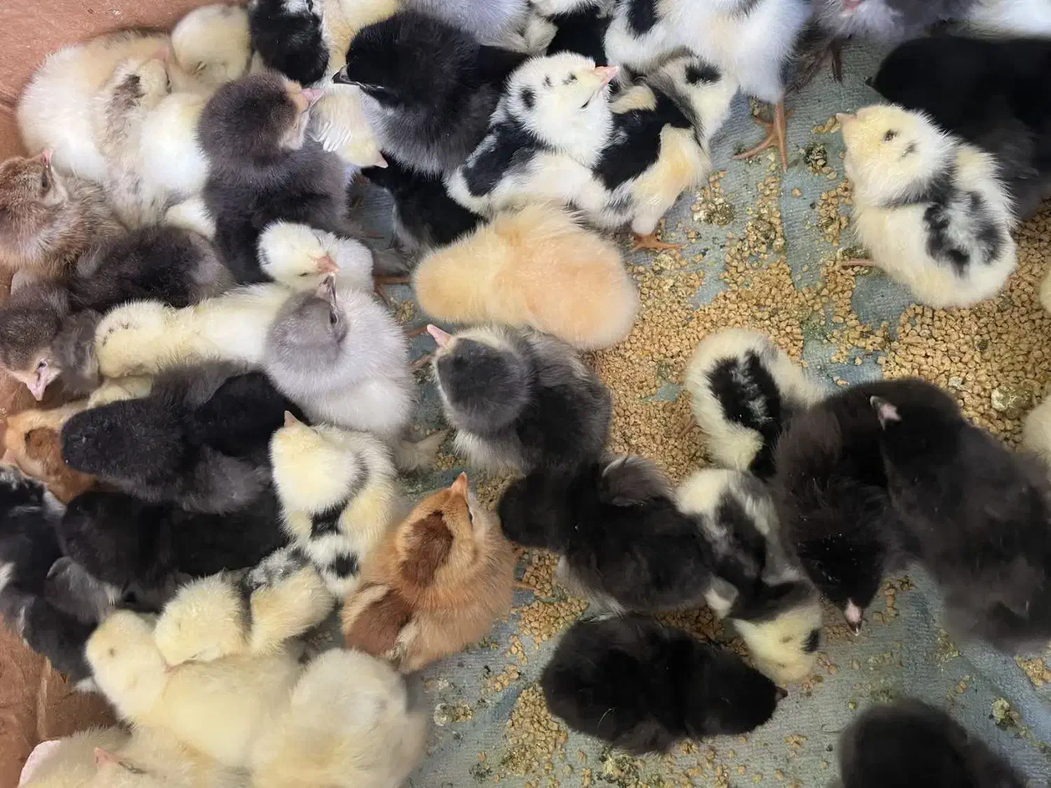 نیمچه امپراطور و محلی|حیوانات مزرعه|ساری, |دیوار