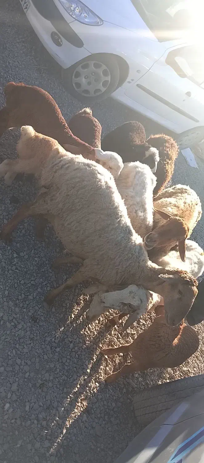 میش داشتی|حیوانات مزرعه|آشخانه, |دیوار