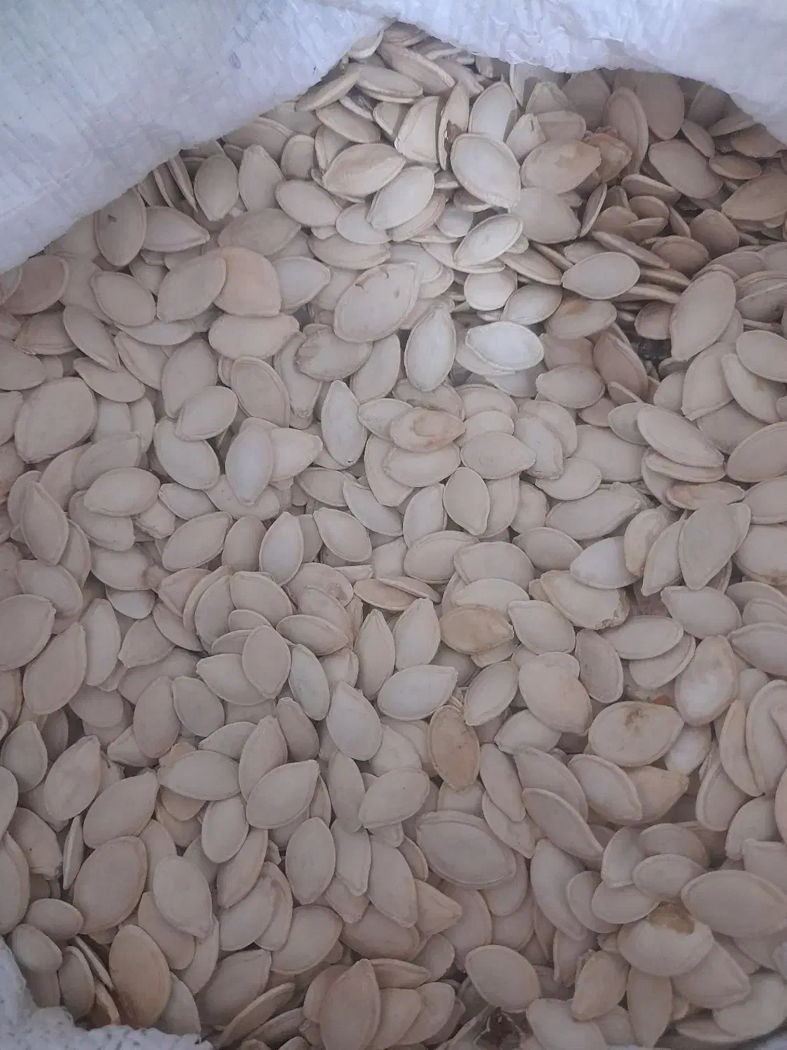 تخمه کدو باقیمت مناسب|خوردنی و آشامیدنی|میاندوآب, |دیوار