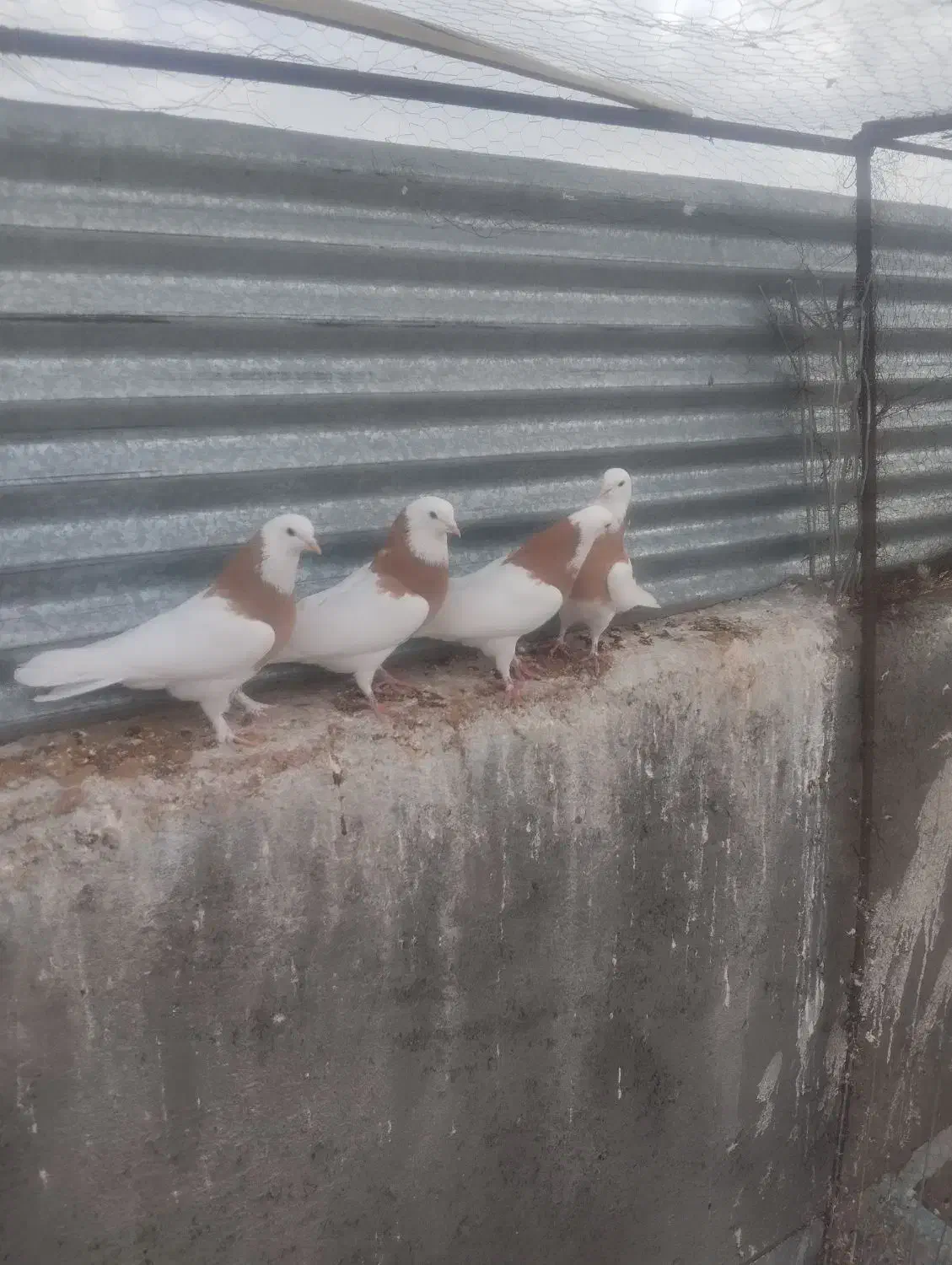 کبوتر|پرنده|مود, |دیوار