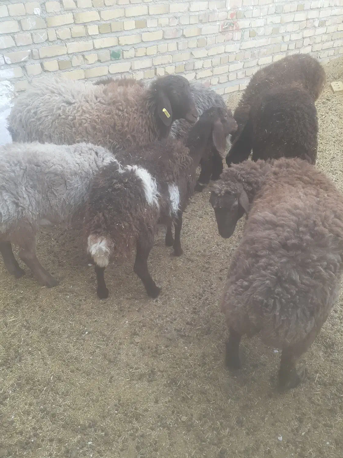 ۸راس بره جمی|حیوانات مزرعه|تایباد, |دیوار