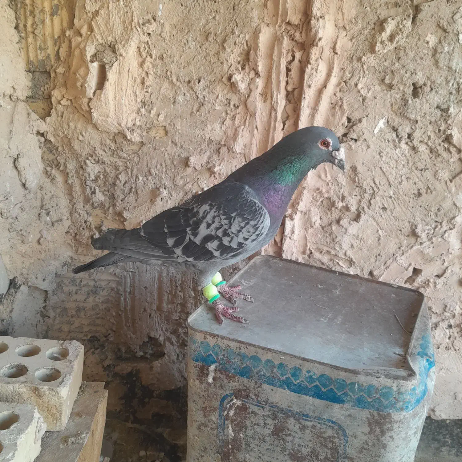 کبوتر|پرنده|نیشابور, فضل|دیوار