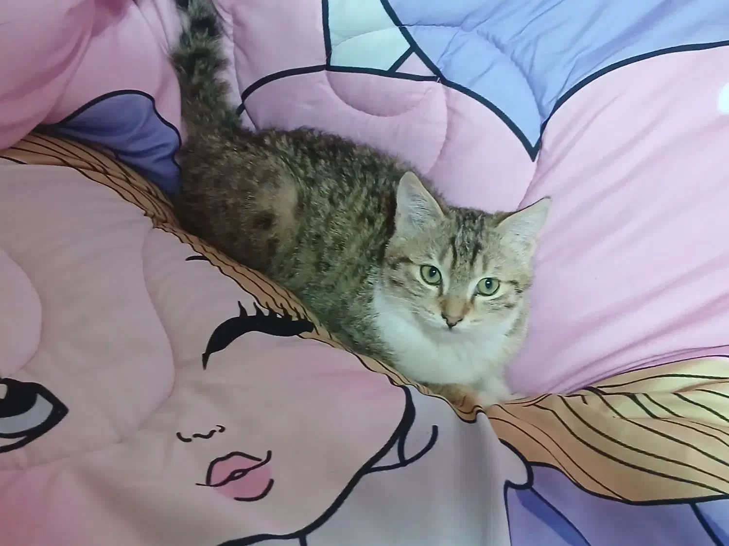 گربه نازماده|گربه|اهر, |دیوار