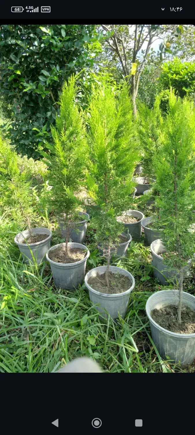 فروش لافسون|گل و گیاه طبیعی|نشتارود, |دیوار