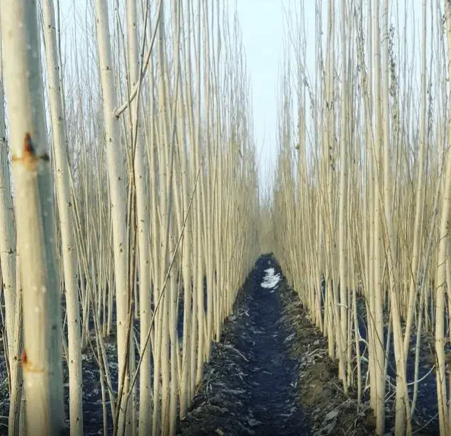 نهال صنوبر نیگرا ، درخت صنوبر، گلخانه نهالستان|گل و گیاه طبیعی|مشهد, خواجه ربیع|دیوار