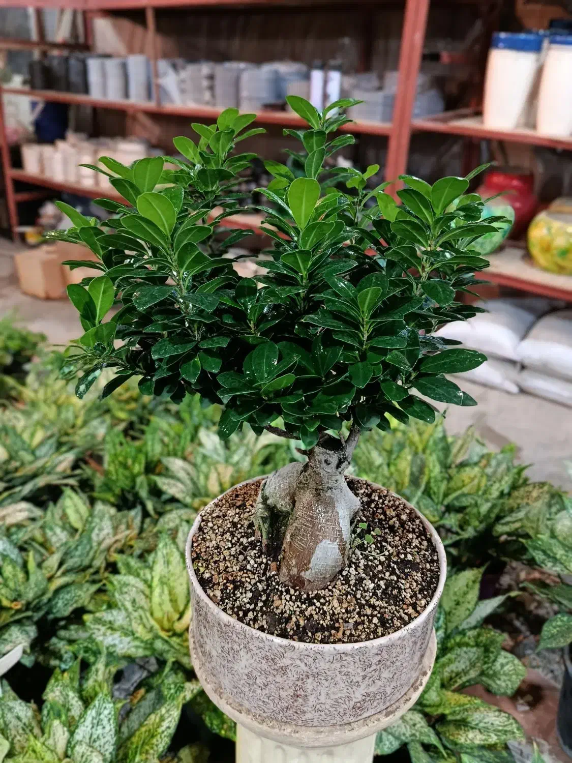 بنسای جنسینگ در مدل ها و سایز های متفاوت درگلوریا|گل و گیاه طبیعی|قم, پردیسان|دیوار