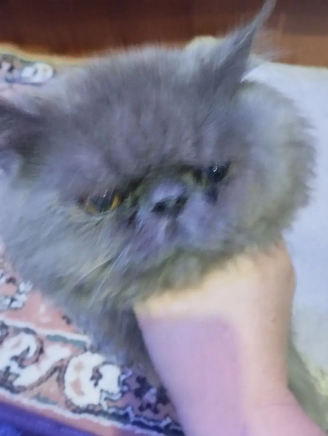 گربیه نژادارنر|گربه|تبریز, |دیوار