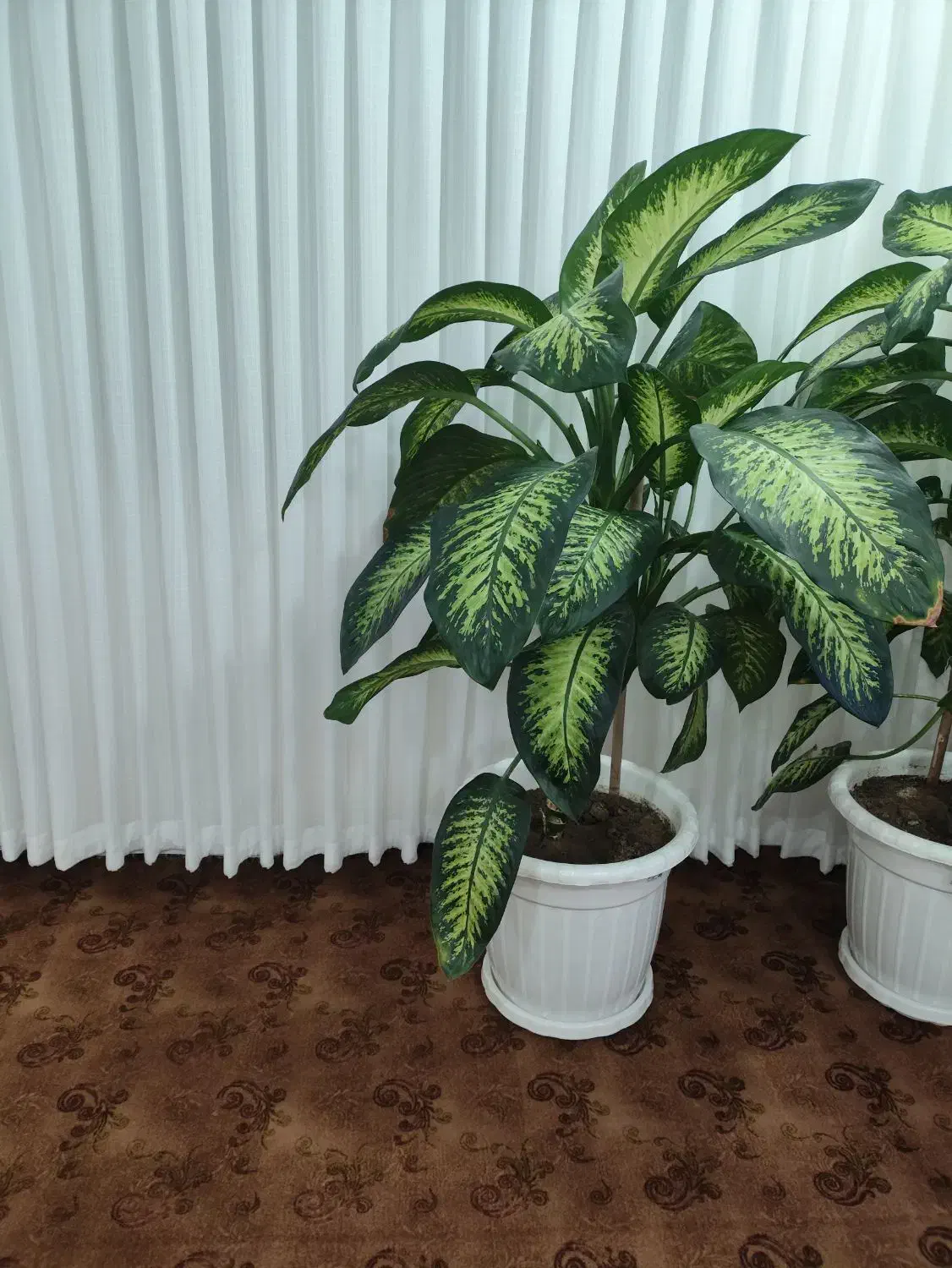 گل دیفن|گل و گیاه طبیعی|سروآباد, |دیوار