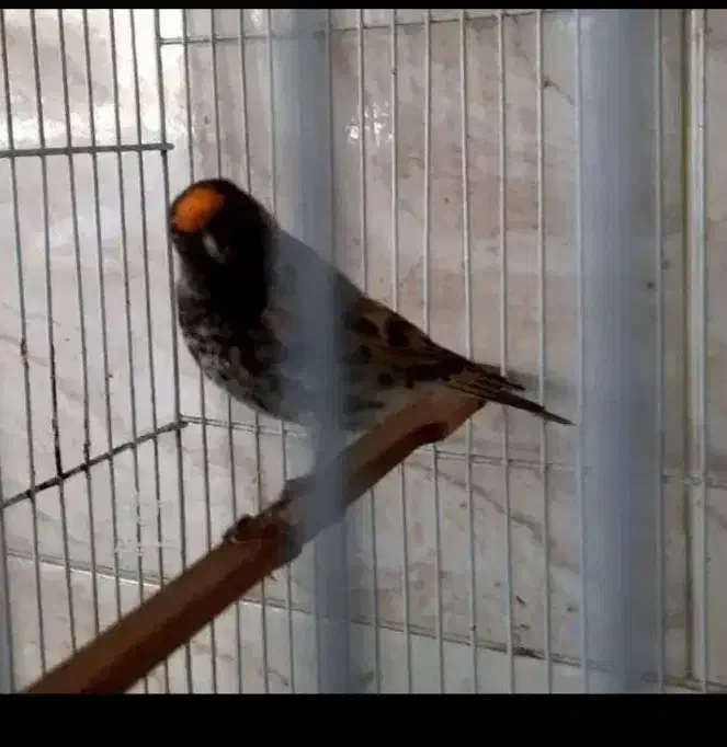 سهره گلبسر قناری فنچ|پرنده|مشهد, شهرک بهارستان|دیوار