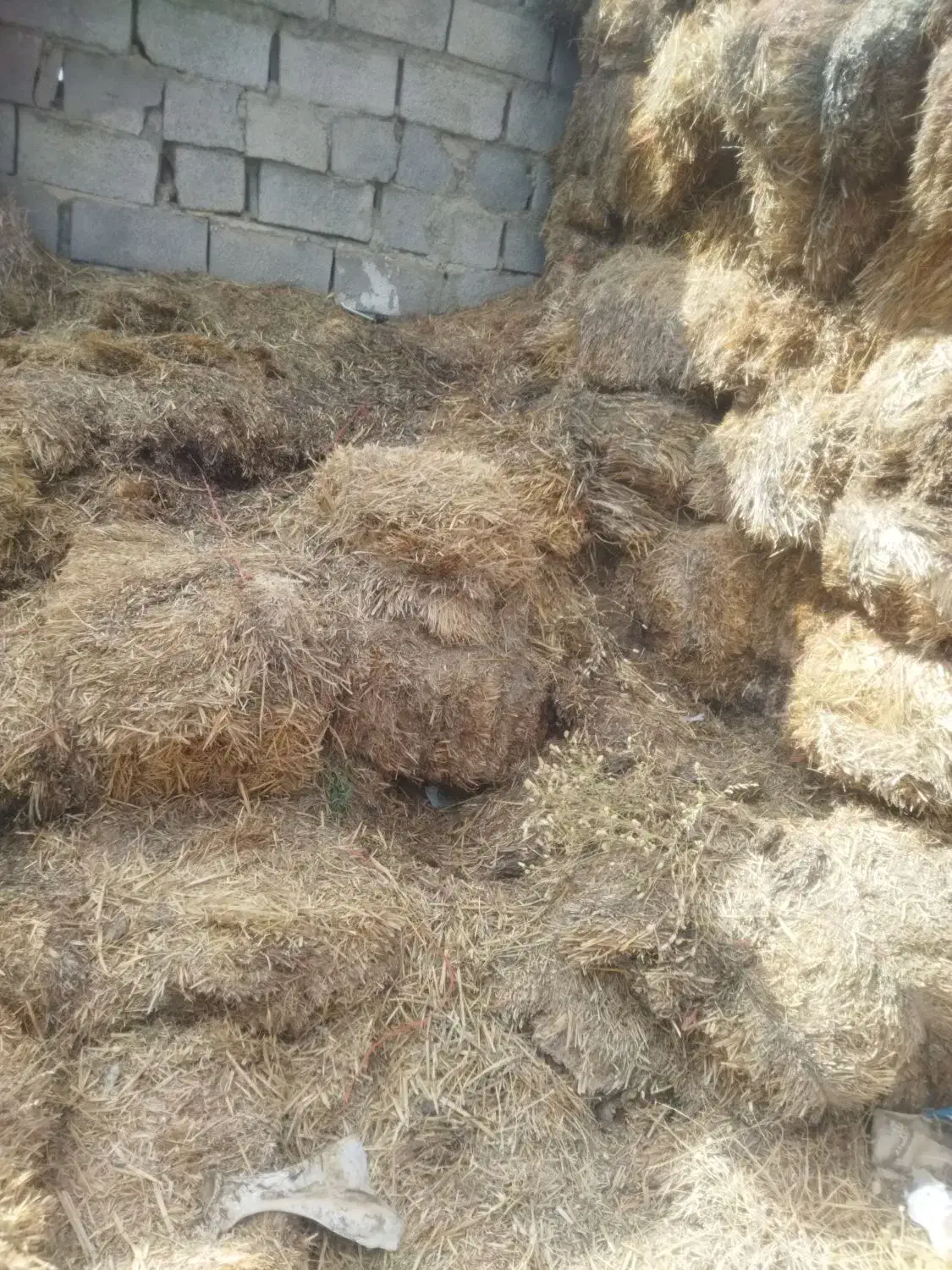 گاه گندوم برای قارچ و....|حیوانات مزرعه|کبودرآهنگ, |دیوار