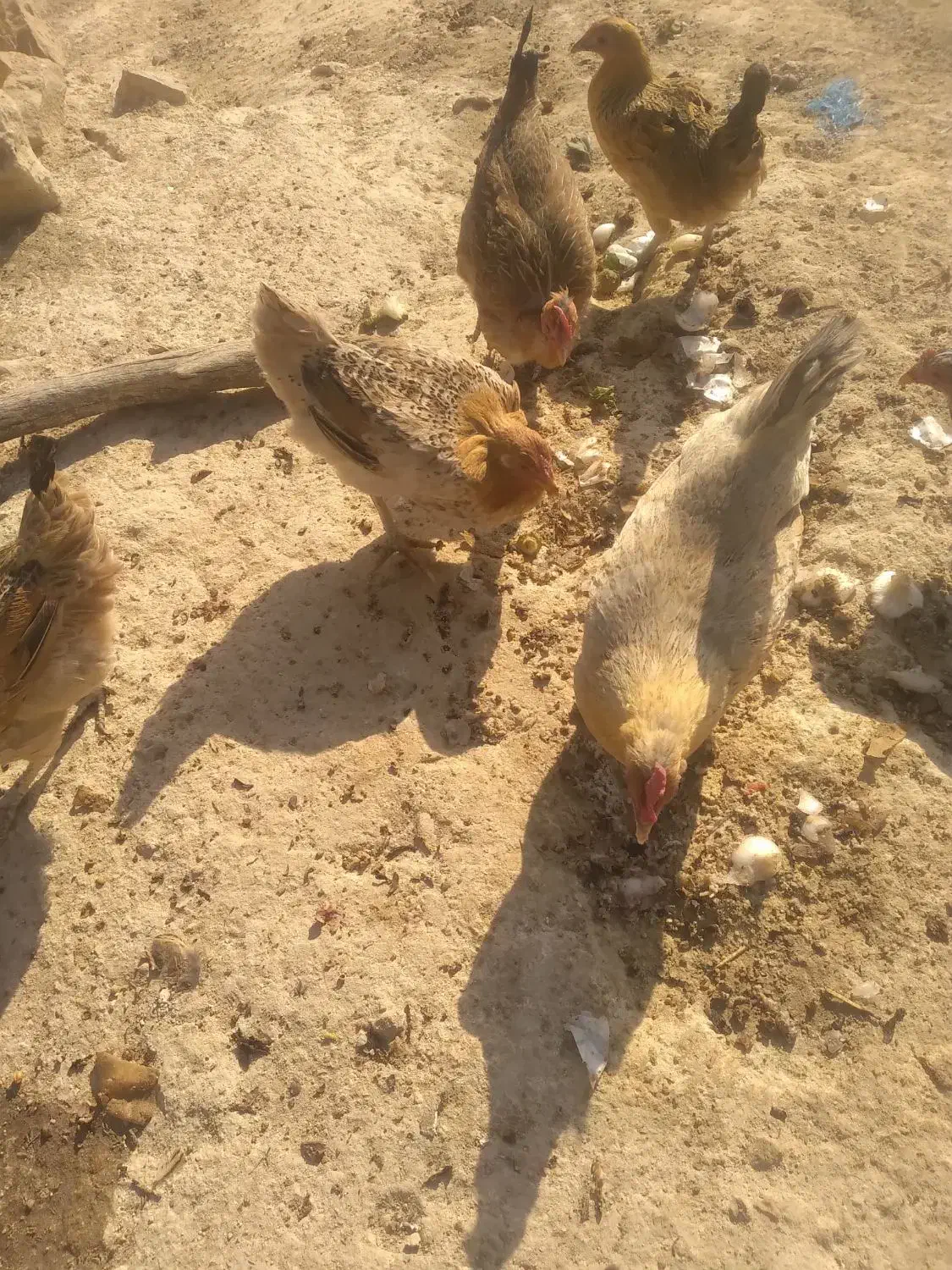 مرغ محلی|حیوانات مزرعه|چاروسا, |دیوار