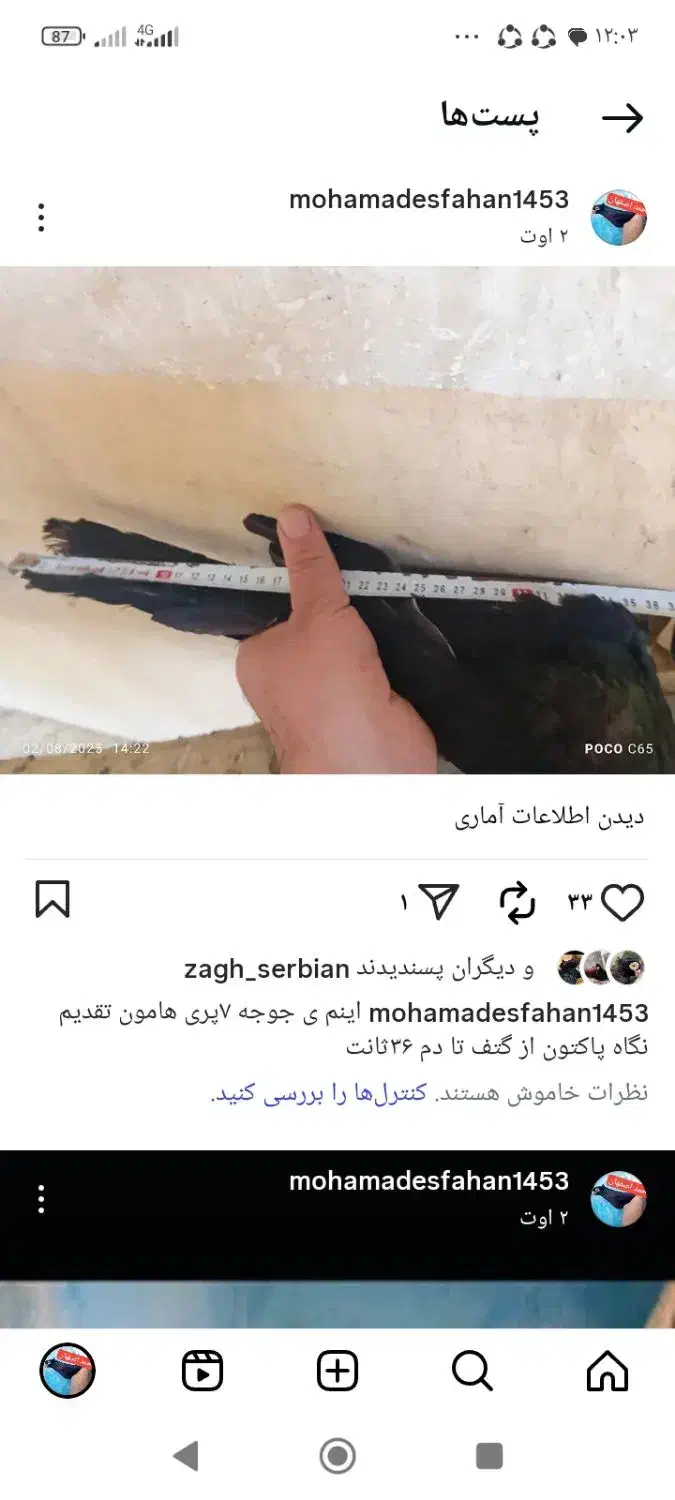 صرب|پرنده|زیباشهر, |دیوار