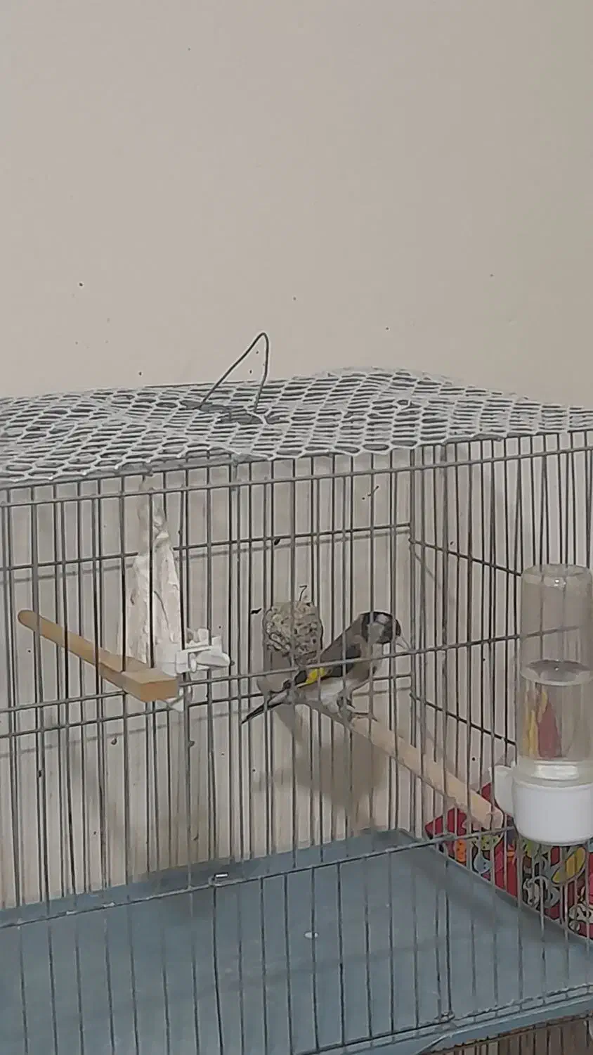 سهره نر سرمایی|پرنده|ارومیه, |دیوار