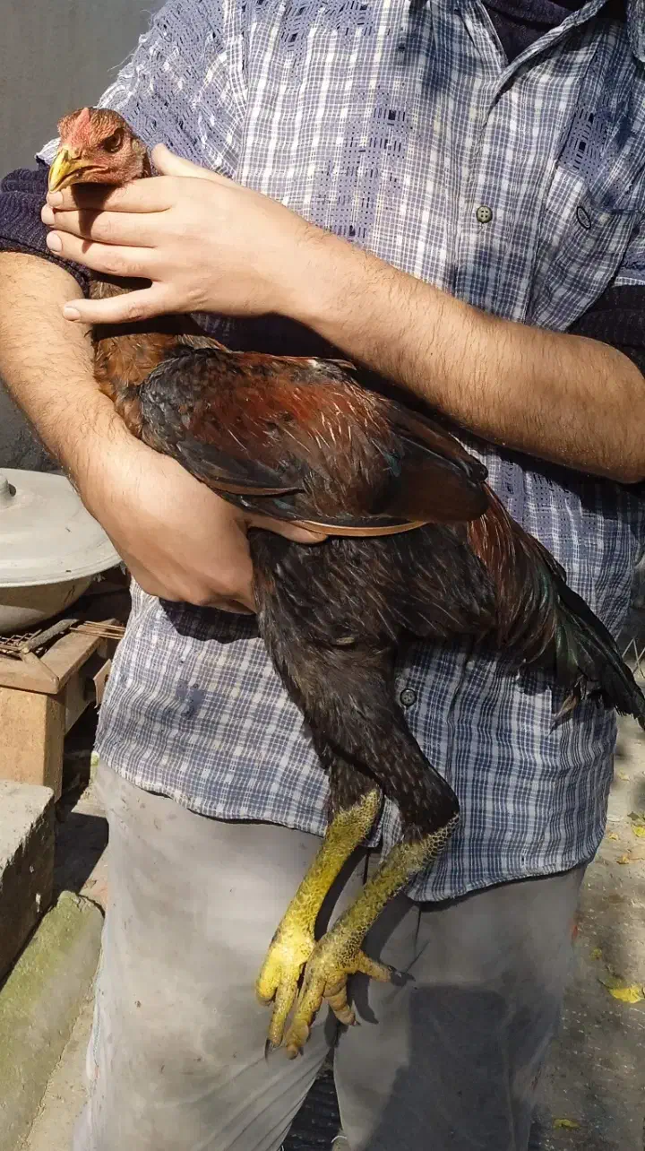 دو عدد جوجه خروس لاری پنج ماهه|حیوانات مزرعه|ساری, |دیوار