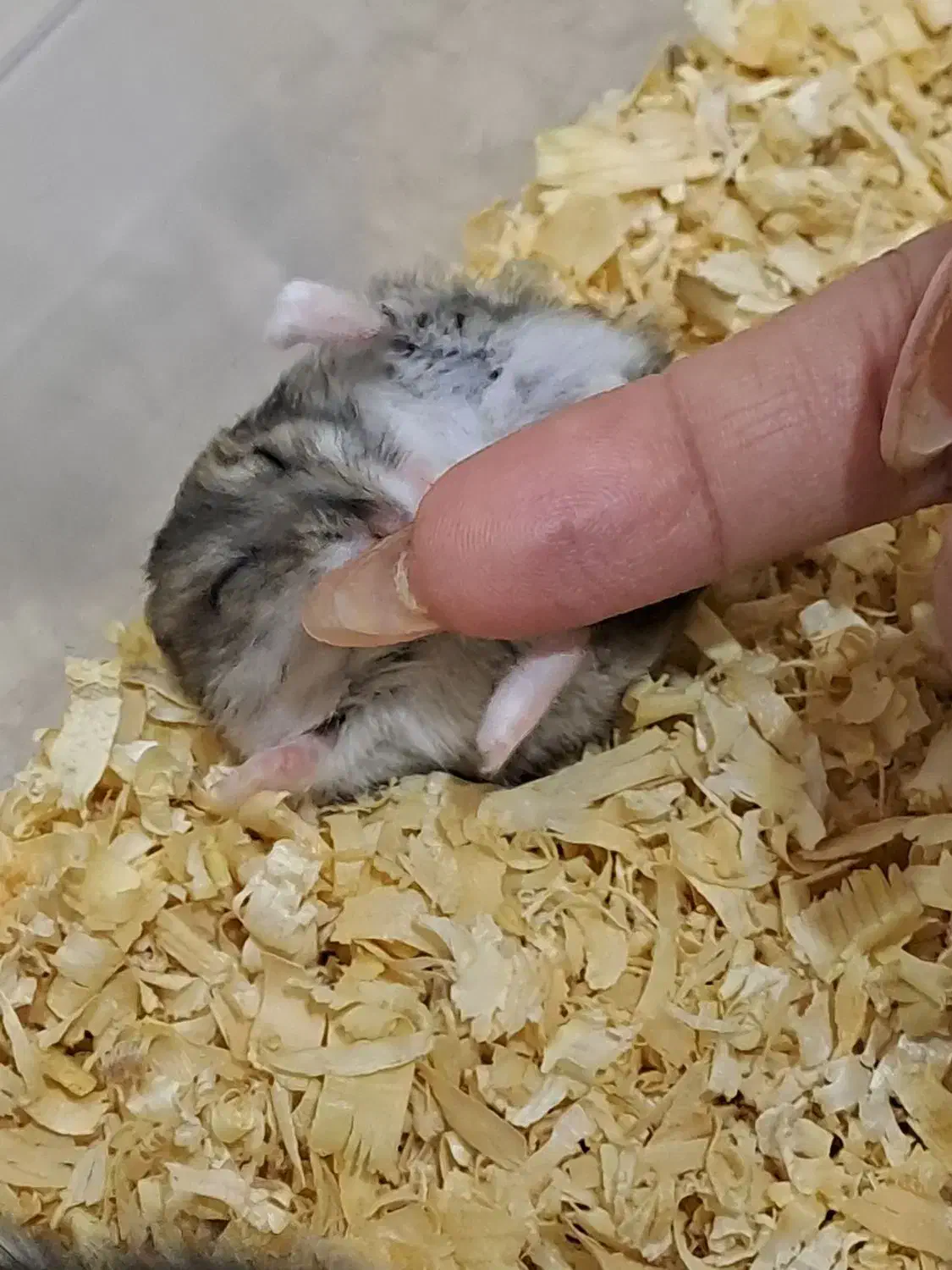 همستر کمپل|موش و خرگوش|تهران, نیروی هوایی (پیروزی)|دیوار