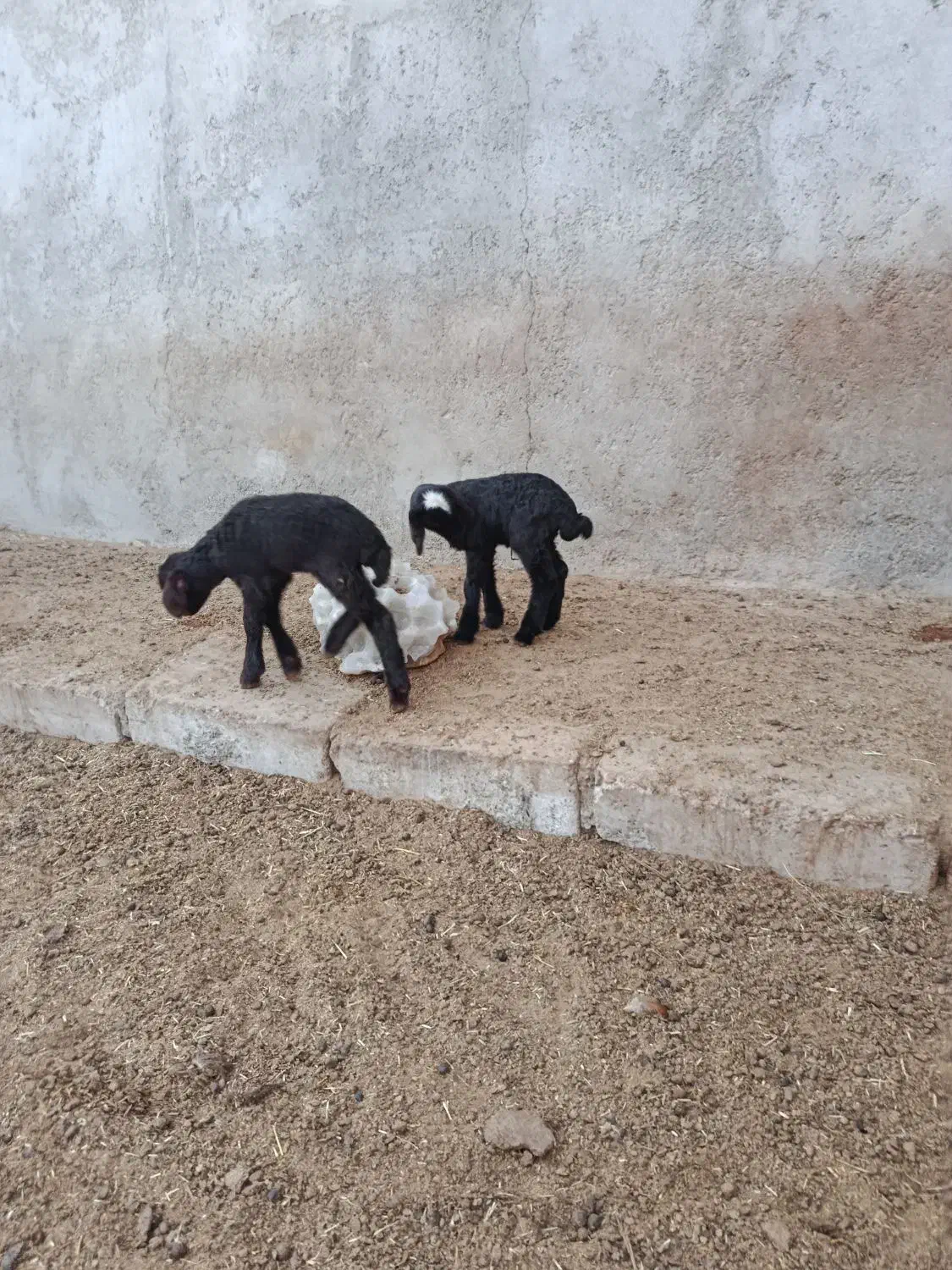 بره شیری گوسفند|حیوانات مزرعه|شیرین‌سو, |دیوار