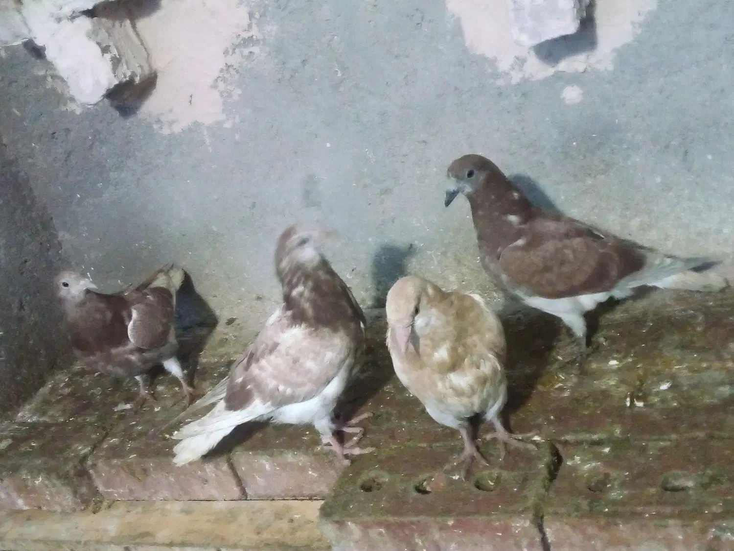 کبوتر|پرنده|مراغه, |دیوار